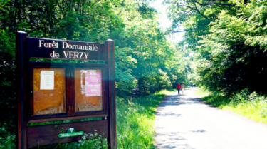 BILLY LE GRAND-LES FAUX DE VERZY-marne