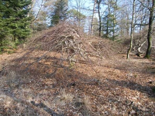 CIRCUIT EN FORET DE VERZY-marne