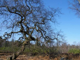 CIRCUIT EN FORET DE VERZY-marne