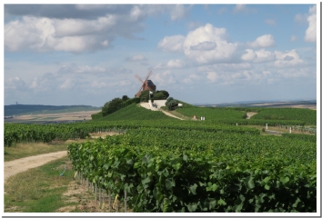 FORET DOMANIALE DE VERZY-marne