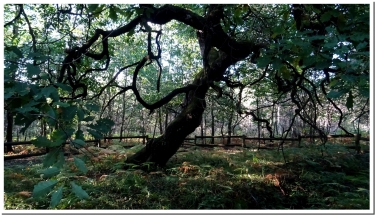 FORET DOMANIALE DE VERZY-marne