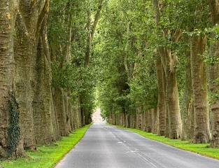 BOUCLE DE MARDEUIL A DAMERY-marne