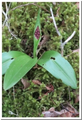 LE MONT DE PONTFAVERGER-marne
