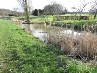 LE BASSIN DU ROUILLAT-marne