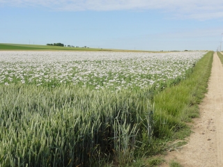 CAUREL A WITRY LES REIMS -marne