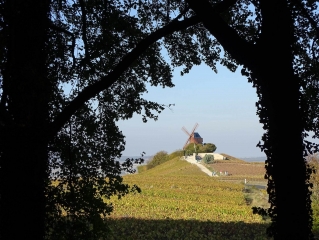 MAILLY-CHAMPAGNE ET SON CIRCUIT DECOUVERTE- RETOUR VIA VERZENAY