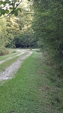 PROMENADE EN FORET-marne