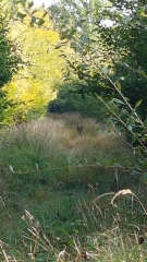 ENCORE LA FORET DE TRACONNE-marne