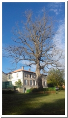 BOIS DE VIENNE LE CHATEAU-marne