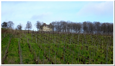 LES COTEAUX DE REUIL A VENTEUIL-marne