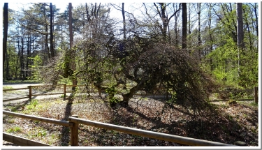 LES FAUX ET LE PHARE DE VERZENAY-marne