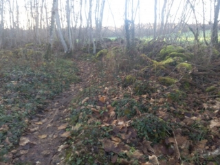 BOIS DE NOGENT-haute-marne