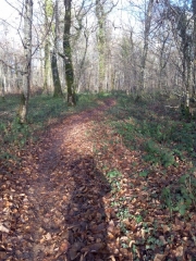 BOIS DE NOGENT-haute-marne