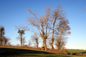SAINT-SAMSON-mayenne