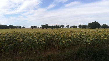 FORET DOMANIALE DE BELLEBRANCHE-mayenne