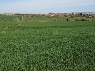LANFROICOURT - ETANG DE BRIN ET FORET DOMANIALE D AMANCE-meurthe-et-moselle