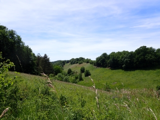 WAVILLE ET SES FORETS-meurthe-et-moselle