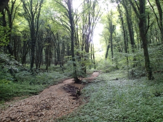 LIMEY-REMENAUVILLE - CIRCUIT DU PLATEAU DE HAYE-meurthe-et-moselle
