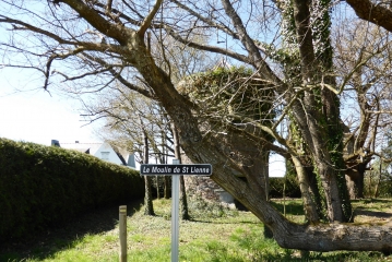 LES CHEMINS DE THEHILLAC-morbihan