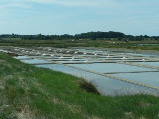 PENESTIN - LES MARAIS DE LA TORTE-morbihan