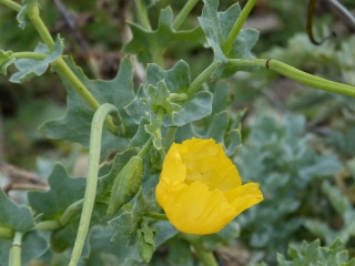 TOUR DE L ILE DE HOEDIC-morbihan