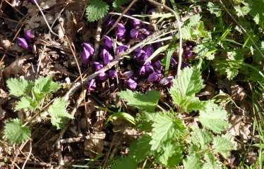 SAINT DOLAY - LE ROCHER DU ROHO-morbihan