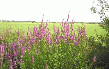 EN PAYS MITAU-morbihan