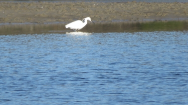 LA TRINITE-SUR-MER - LES MARAIS-morbihan