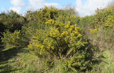 LA TRINITE-SUR-MER - LES MARAIS-morbihan