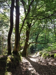 LIZIO - SENTIER BOTANIQUE-morbihan