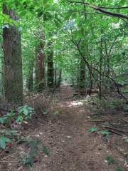 LIZIO - SENTIER BOTANIQUE-morbihan