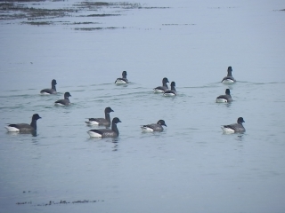 POINTE DE L OURS-morbihan