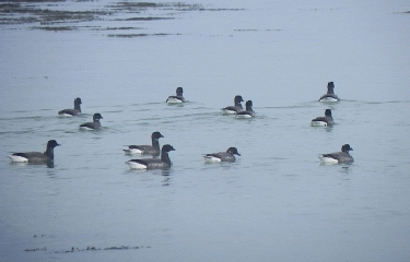 POINTE DE L OURS-morbihan
