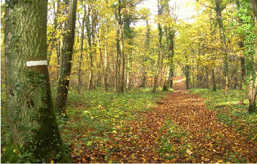 BOIS DE VIGY-moselle