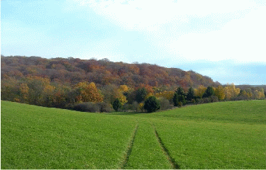 BOIS DE VIGY-moselle