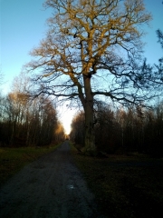 CREUTZWALD - FALCK - ST CHRISTOPHE-moselle