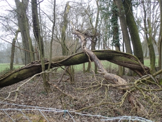AUGNY -  PETITE PROMENADE ENTRE PATURAGES - FORET ET VERGERS-moselle