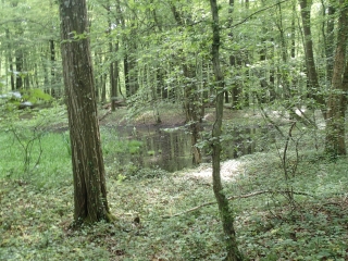 COURCELLES-SUR-NIED - PETITE PROMENADE EN FORET-moselle