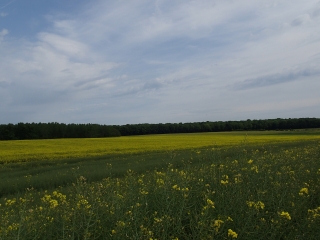 COURCELLES-SUR-NIED - PETITE PROMENADE EN FORET-moselle