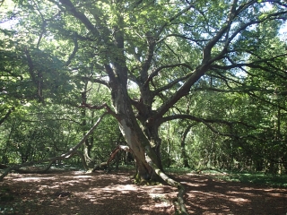 CHATEL-ST-GERMAIN - CIRCUIT DES ORCHIDEES-moselle