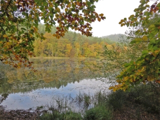 COULEURS DE L AUTOMNE AUTOUR DU CHATEAU DE FALKENSTEIN-moselle