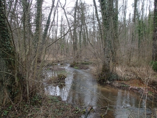 GRAVELOTTE - FORET DOMANIALE DU GRAOULLY-moselle