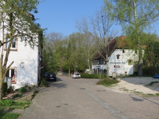FOLPERSVILLER VERS LA FETE DE L AIL DES OURS A LA JUNGHOLZHUTTE DE BEBELSHEIM-moselle