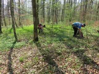 FOLPERSVILLER VERS LA FETE DE L AIL DES OURS A LA JUNGHOLZHUTTE DE BEBELSHEIM-moselle