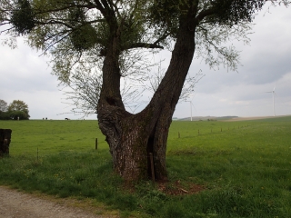 FOULIGNY - BROUCK-moselle