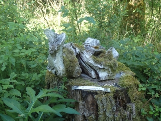 WALDWEISTROFF - SENTIER DU KIRBSBACH-moselle