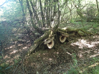 WALDWEISTROFF - SENTIER DU KIRBSBACH-moselle
