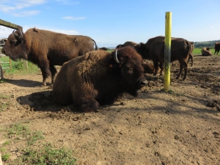 AUTOUR DU RANCH DES BISONS-moselle