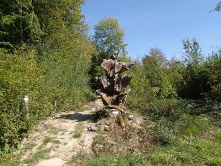 WALDWEISTROFF - SENTIER ST HUBERT-moselle