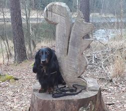 BITCHE - ETANG DU HASSELFURTH ET DE L ENTENBAECHEL - COL DU WIDERSCHALL ET HOCHKOPF-moselle